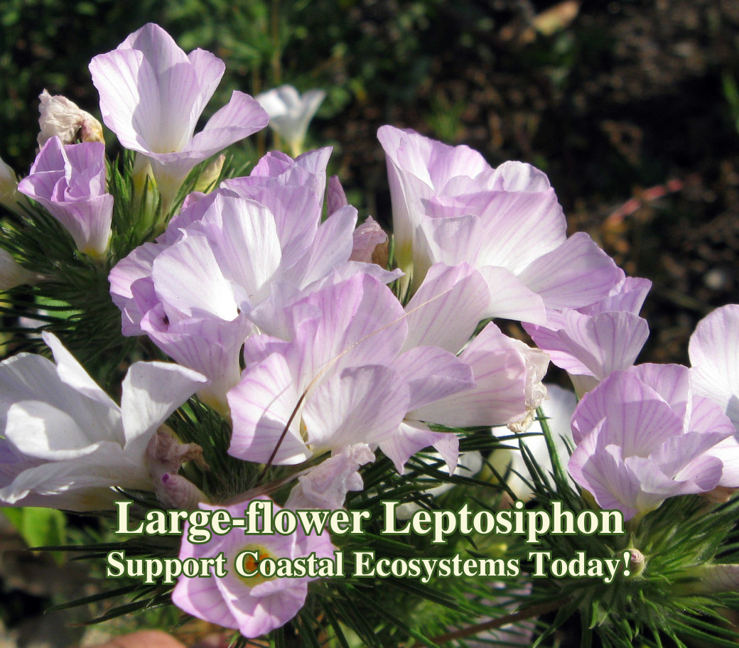 California Coastal Wildflower Seed Mix for Native Seaside Pollinator Gardens