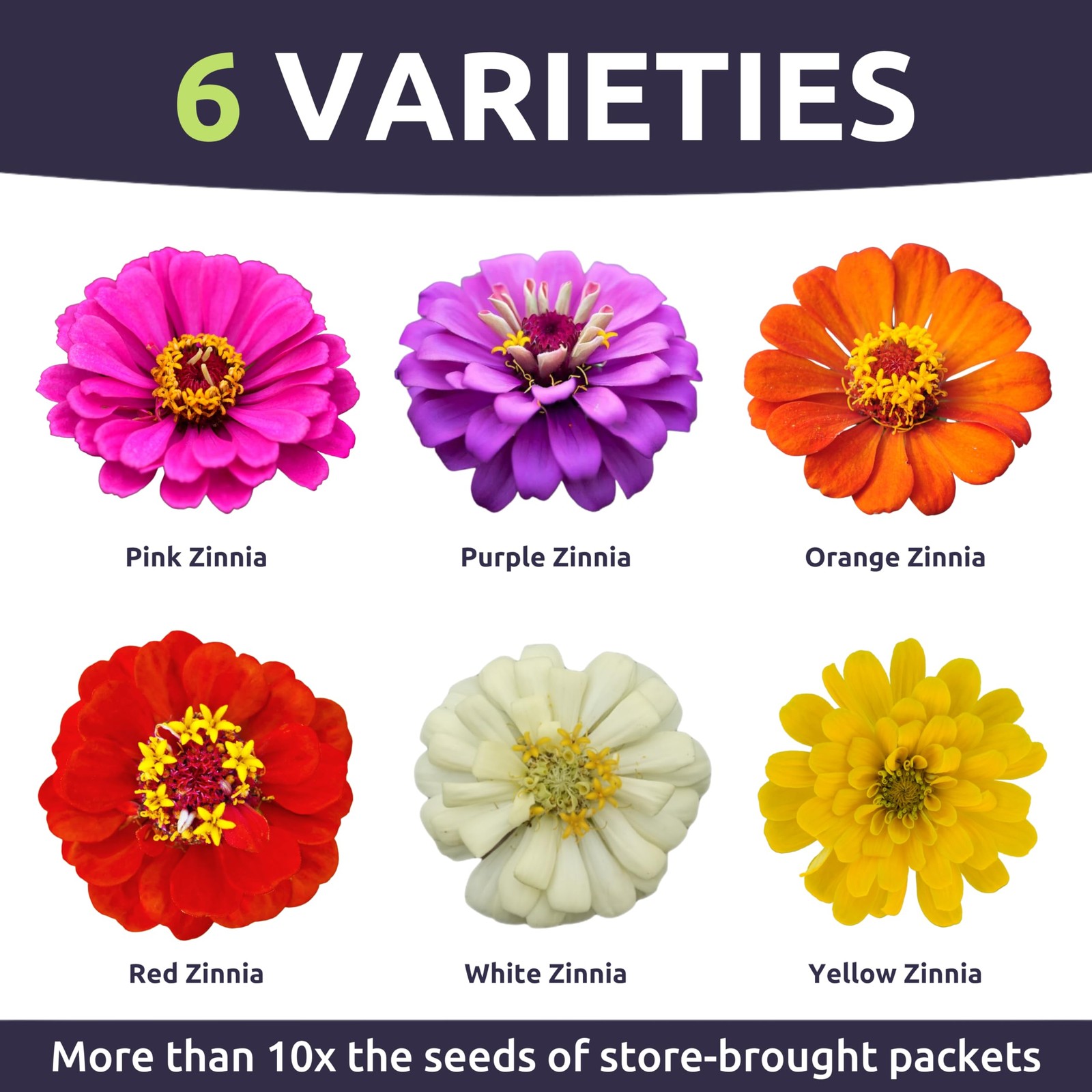 Zinnia Thumbelina Mix Flower Seeds, Zinnia Elegans Planting 1/2oz 2500 PCS Kit