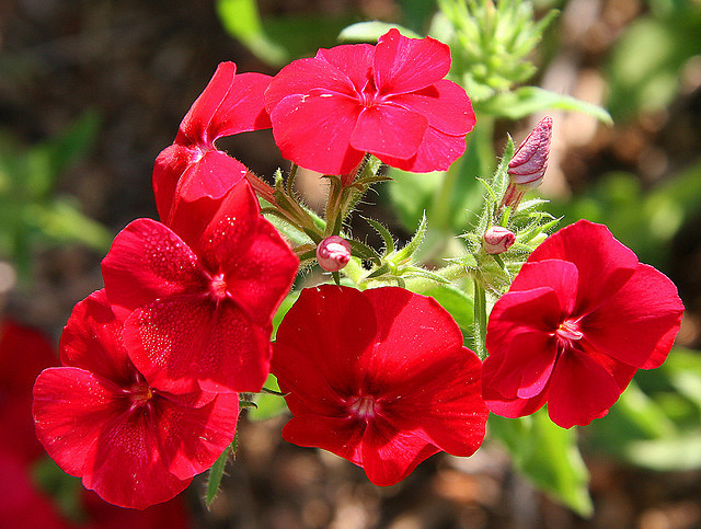phlox, DRUMMOND, RED flower, 135 SEEDS! GroCo – Buy any 10 – SHIPS FREE
