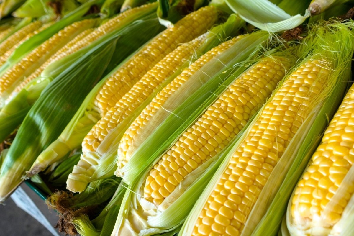 Oaxacan Bolita Amarilla Corn Seeds (50) / MEXICAN HEIRLOOM / TORTILLAS / RARE