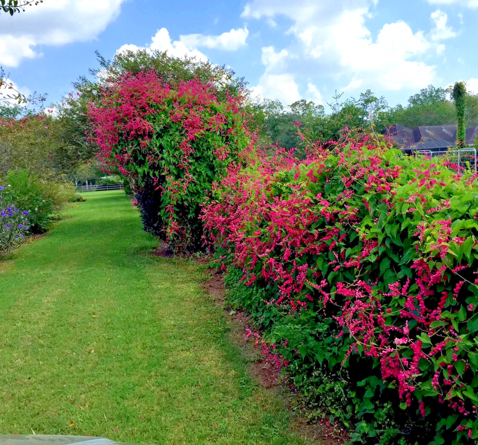 CORAL VINE SEEDS (Antigonon Leptopus) “Mexican Love Vine” Pink Flower
