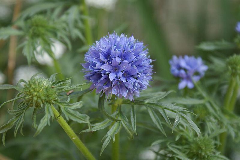 50+ GLOBE GILIA FLOWER SEEDS BEAUTIFULLY SCENTED ANNUAL EASY TO GROW!