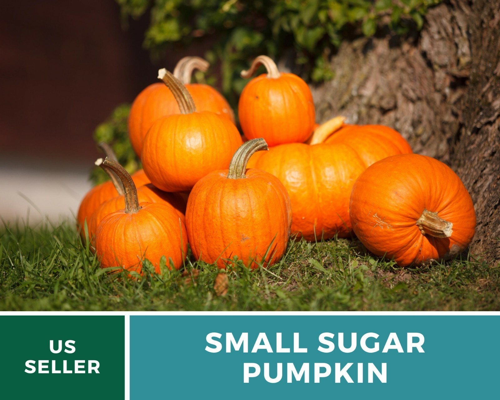 Pumpkin, Small Sugar – 15 Seeds – Heirloom – GMO Free (Cucurbita pepo)