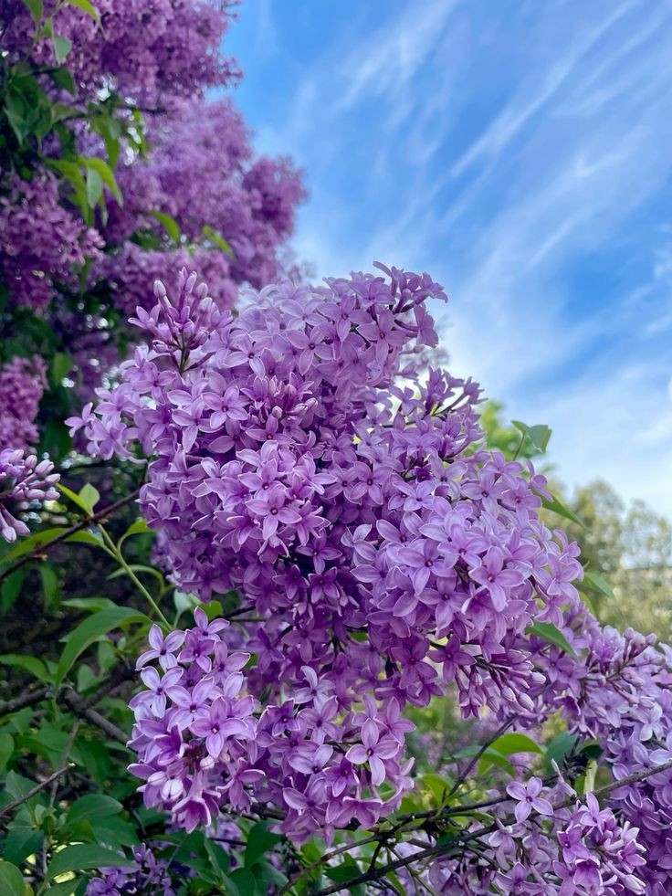 Stunning Syringa Villosa Lilac Fragrant Pink-to-White Blooms Late Blooming Seeds
