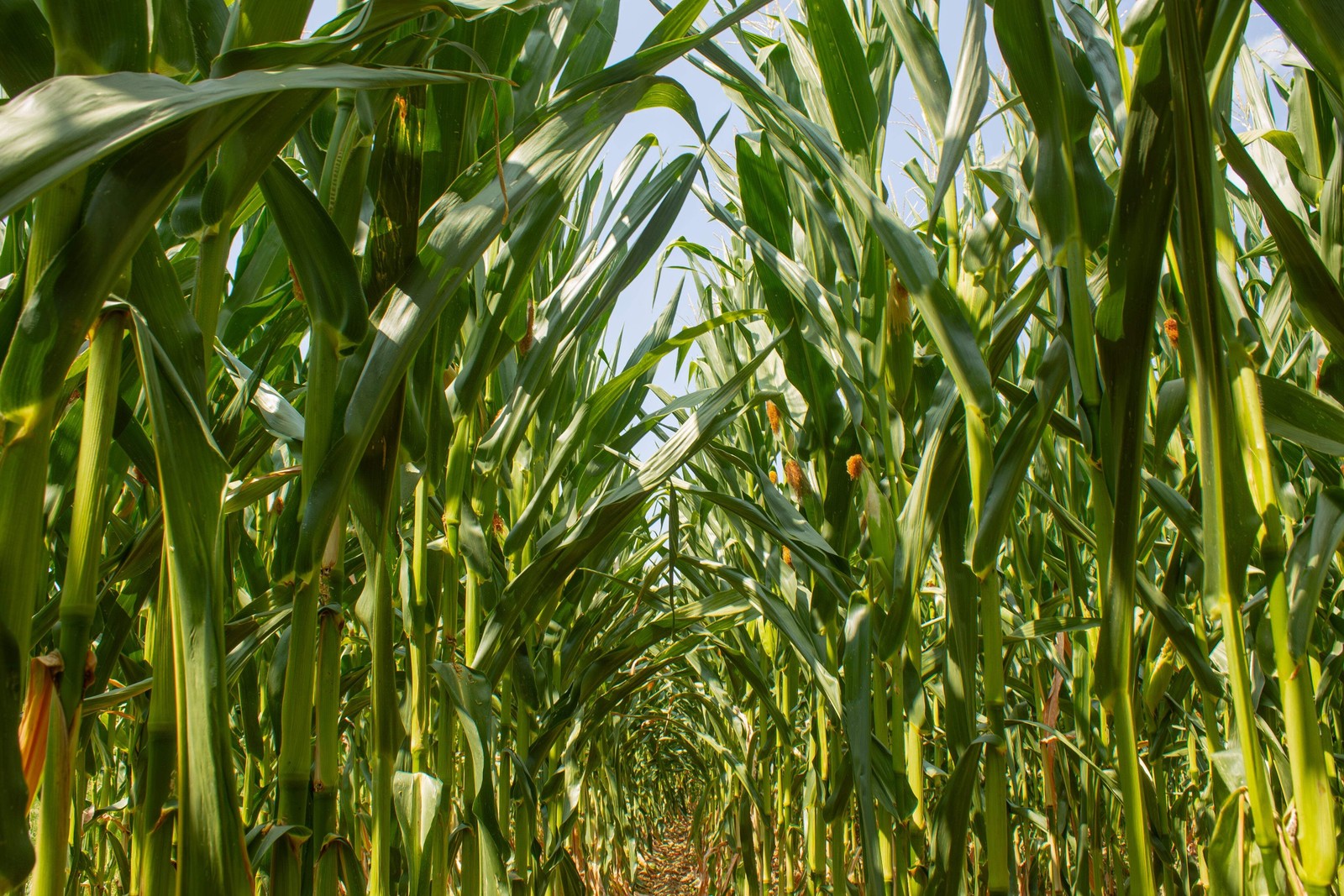 150 LADY FINGERS POPCORN CORN Zea Mays Vegetable Seeds *Flat S/H