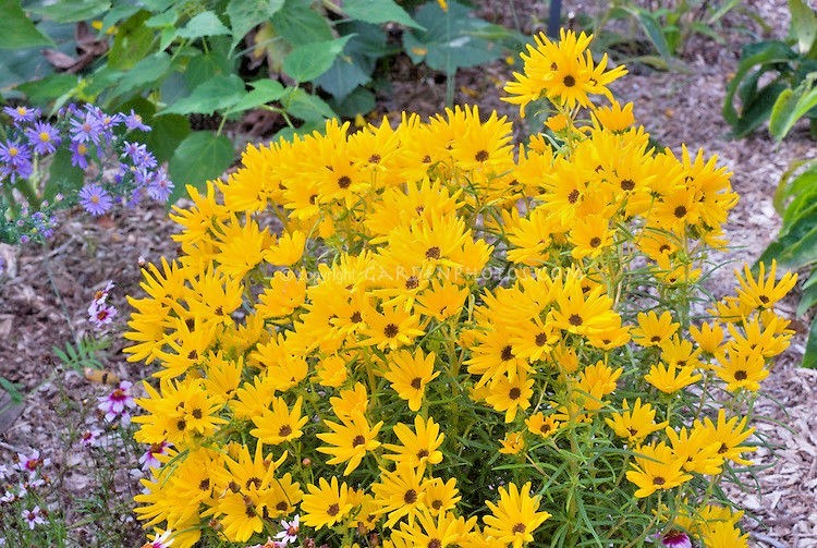 101+SWAMP SUNFLOWER Seeds Perennial Native Wildflower Poor Soils Heat Cold Easy