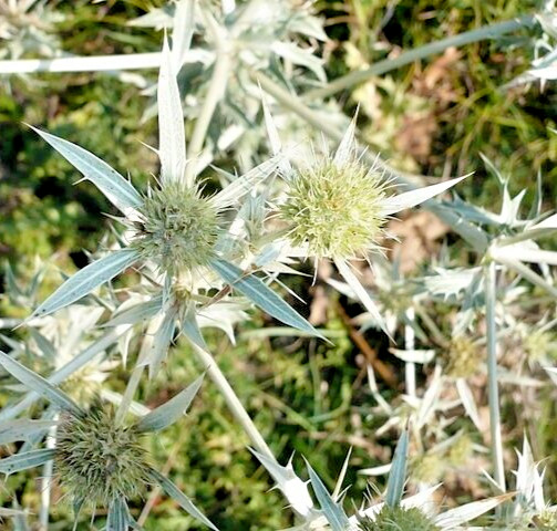 WHITE SEA HOLLY 100 SEEDS, ERYNGIUM, WHITE FLOWERS, mariesgreengarden