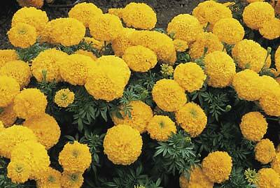 Marigold Inca II Gold 250 seeds