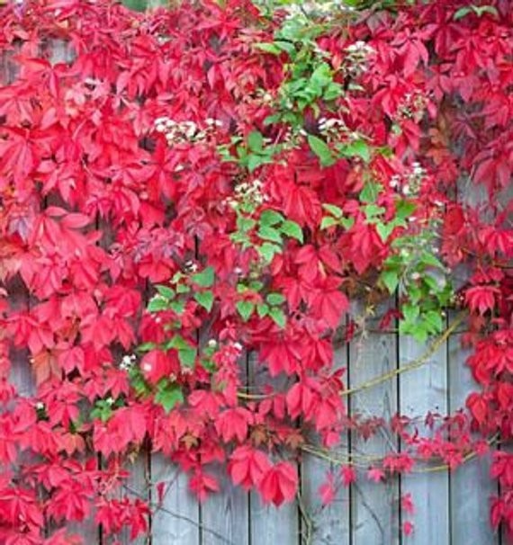 3 Virginia Creeper plant Perennial Live rooted cuttings Ground Cover Hardy Vines
