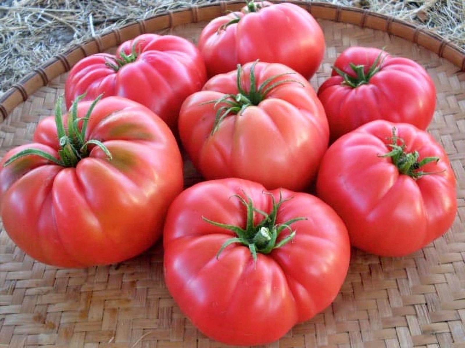 Siberian Giant Pink, Tomato