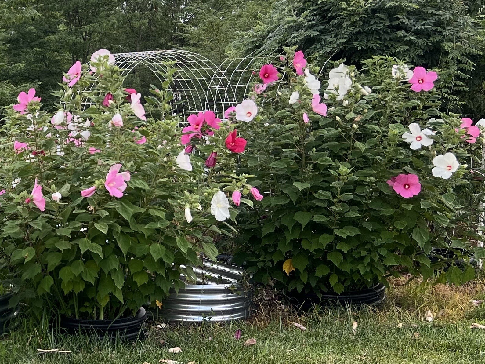 Hibiscus, Giant Hardy Hibiscus Seeds 25+/Packet Mixed Colors, Dinner Plate Sized