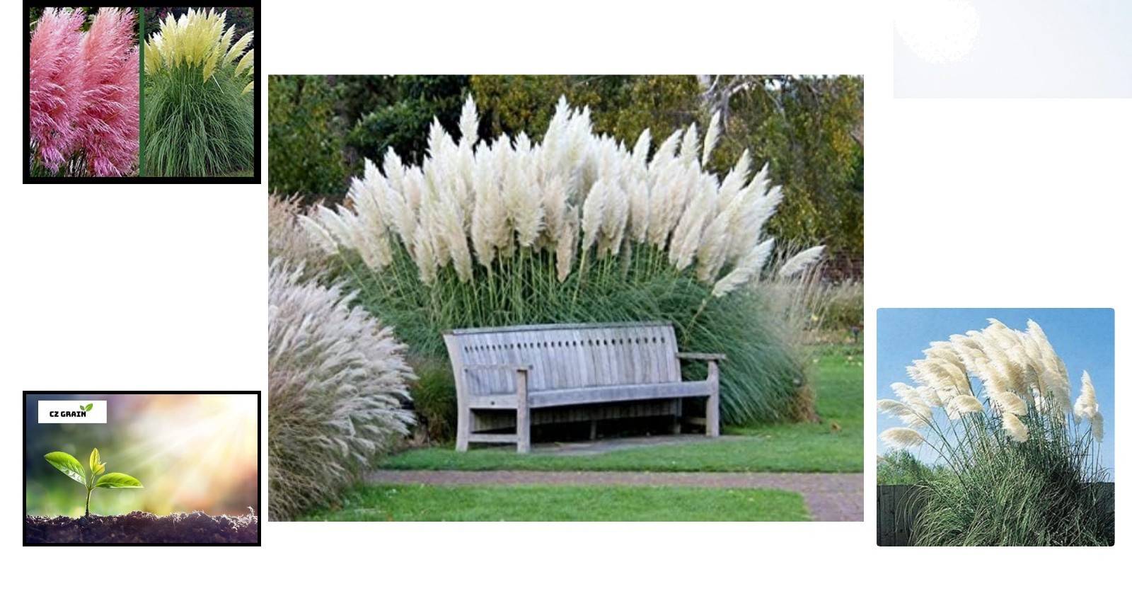 1,000 Exotic White Pampas Grass Seeds – Perfect for Indoor and Outdoor Beauty