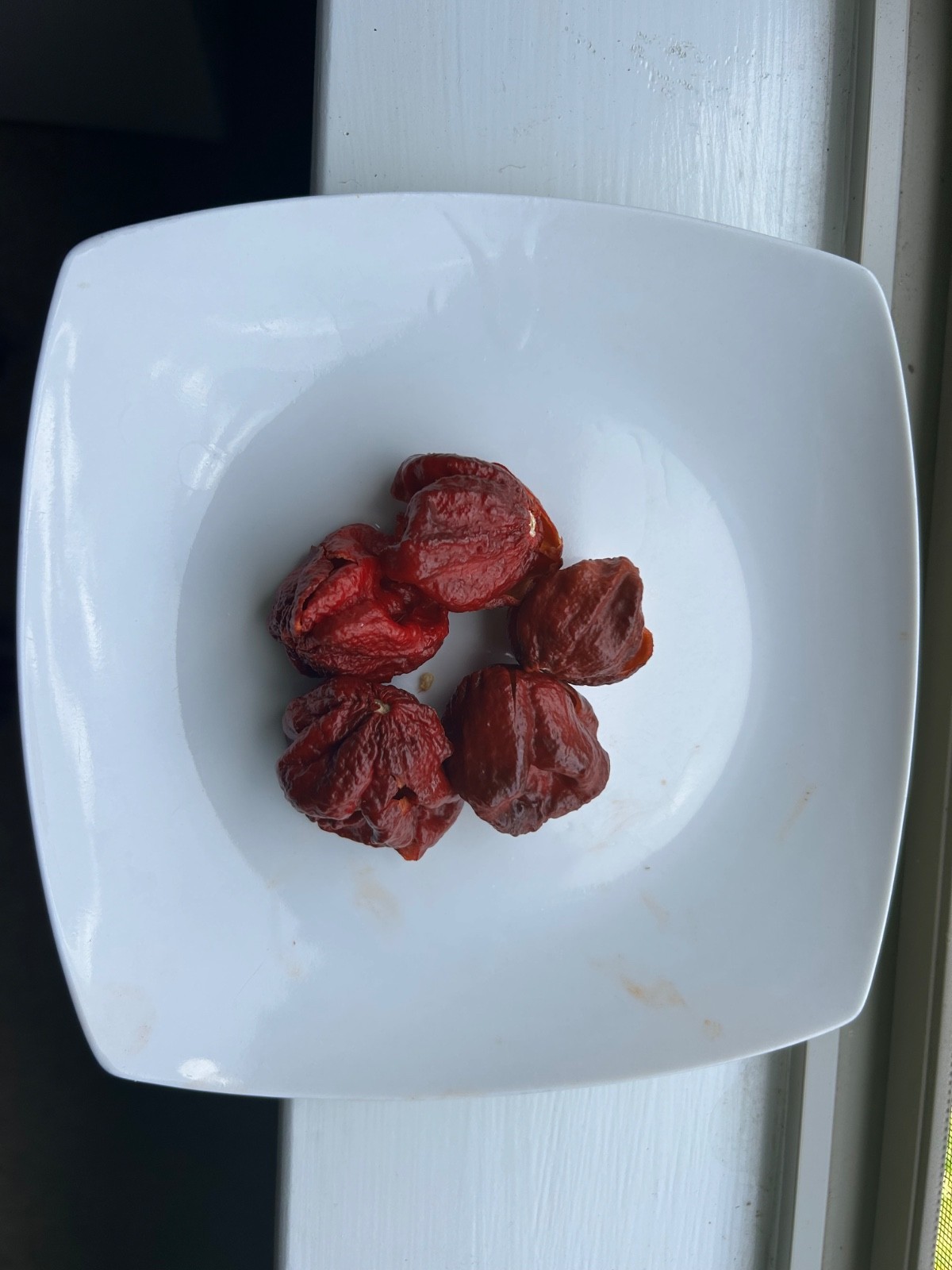 40 Chocolate Carolina Reaper Pepper Seeds SELECTED FOR PURITY NON-GMO