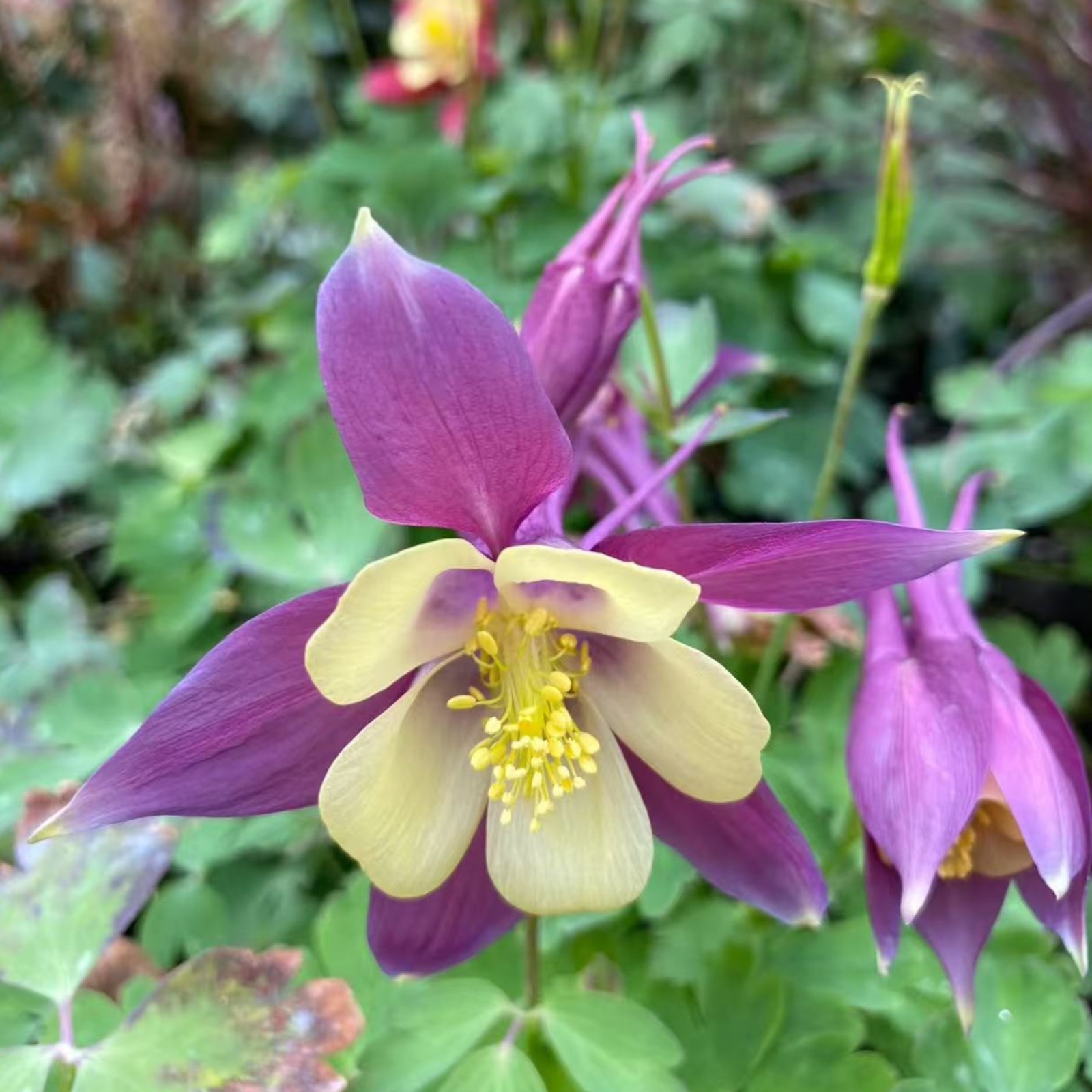 1000 Blue & White Columbine Seeds – Elegant Bi-Color Blooms for Shade Gardens