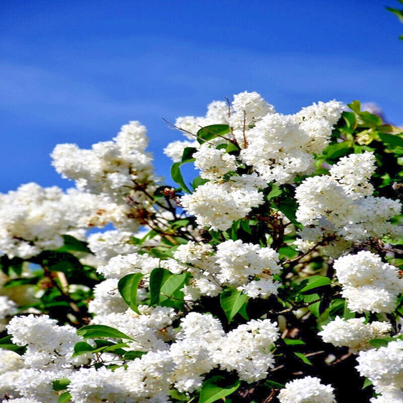 Japanese White Lilac Tree Seeds Flower Plant Cold Hardy Butterflies Hummingbirds