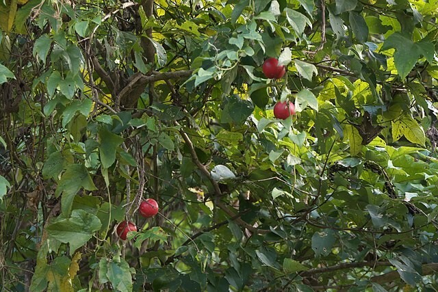 Trichosanthes tricuspidata | Tindora | 10 Seeds