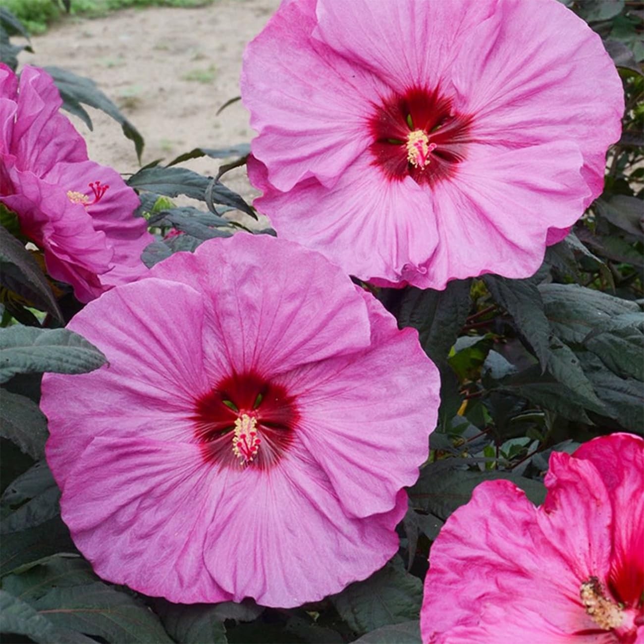 120+ PCS Mixed Giant Hibiscus Seeds for Planting Flowers Perennial Flower Out…