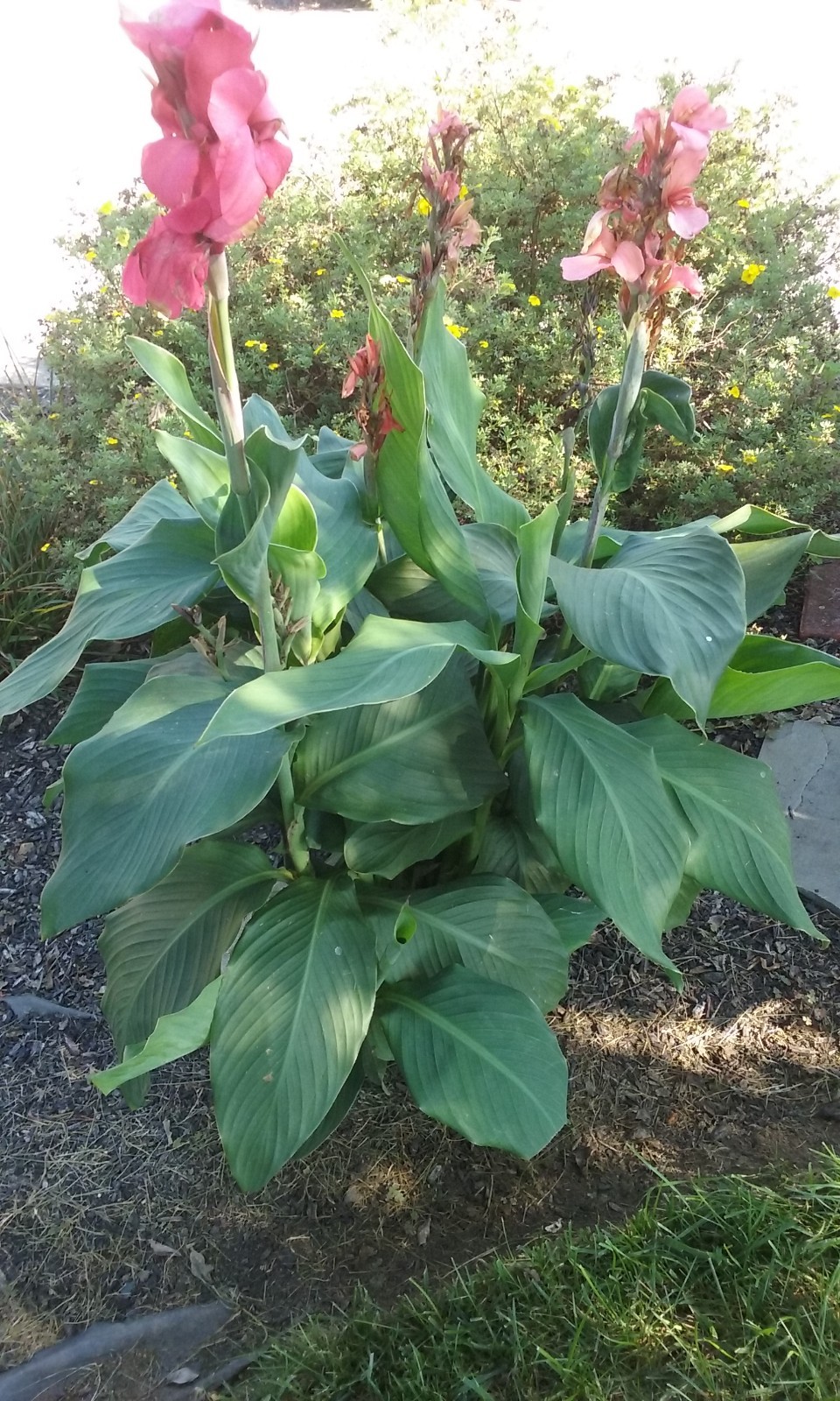 25 Canna Lily Seeds -Cannova Mango -Mango Flower -Green Leaves -4 ft Free Ship