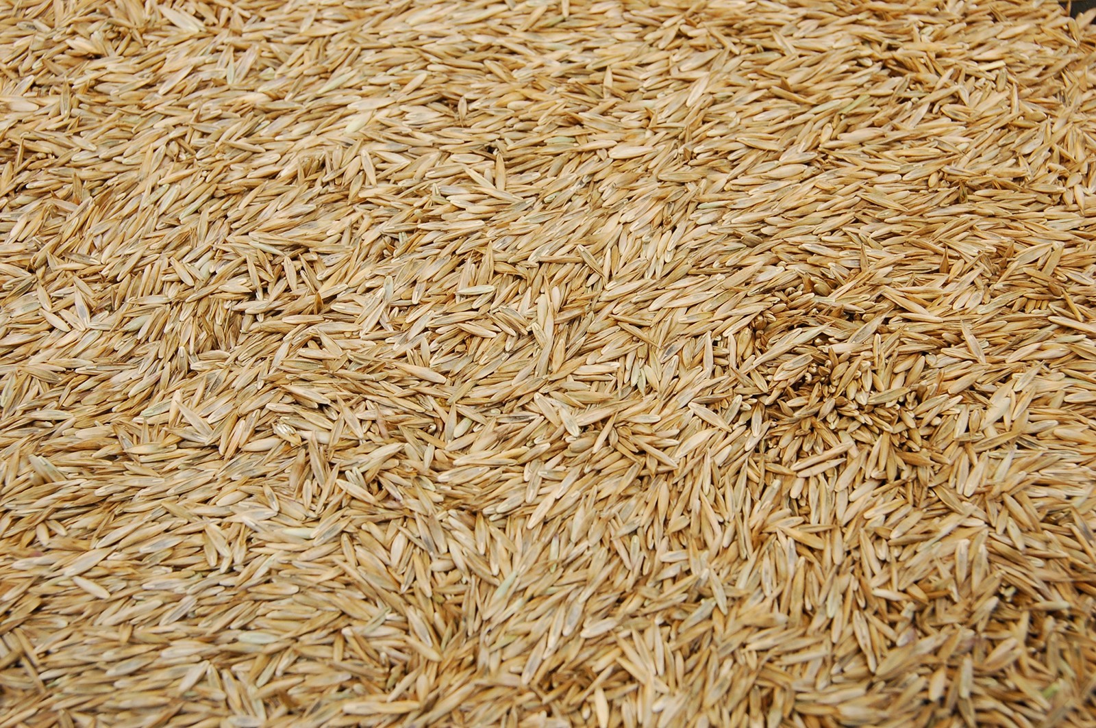 Kentucky 31 K31 Tall Fescue Grass Seed by Eretz Choose Size State Certified,…