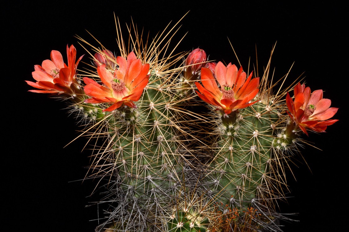 Echinocereus Mombergerianus Seeds 5 Seeds Free Shipping!