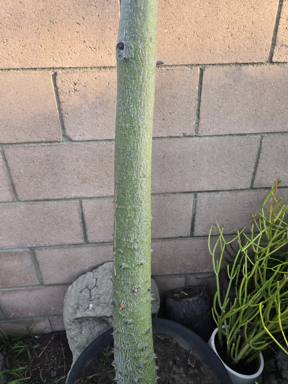 Large Huge Silk Floss Tree 15 Foot Tall Green Beauty