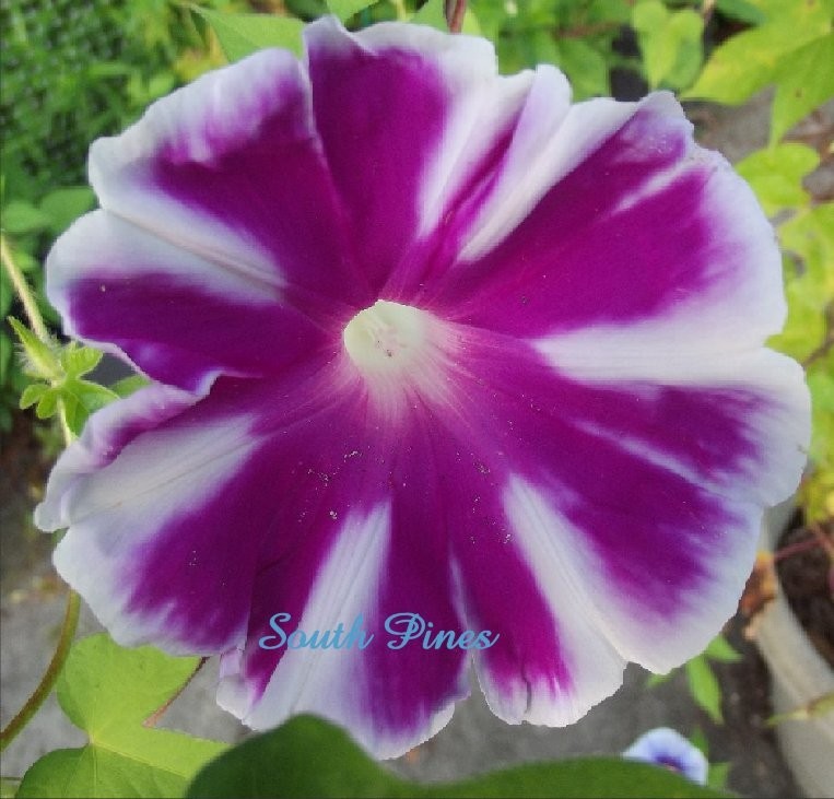 Yaguruma – Japanese Morning Glory – ipomoea NIL – 6 seeds – Ornamental Windmill