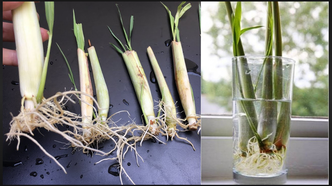 3 Rooting Lemongrass Stalks Cymbopogon Herb Sereh Plant EZ to Grow Lemon Grass