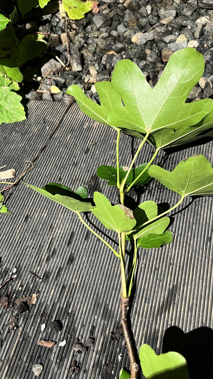 6-10” tall Fruitless Sweetgum ‘Rotundiloba’ grafted plant tree Liquidambar