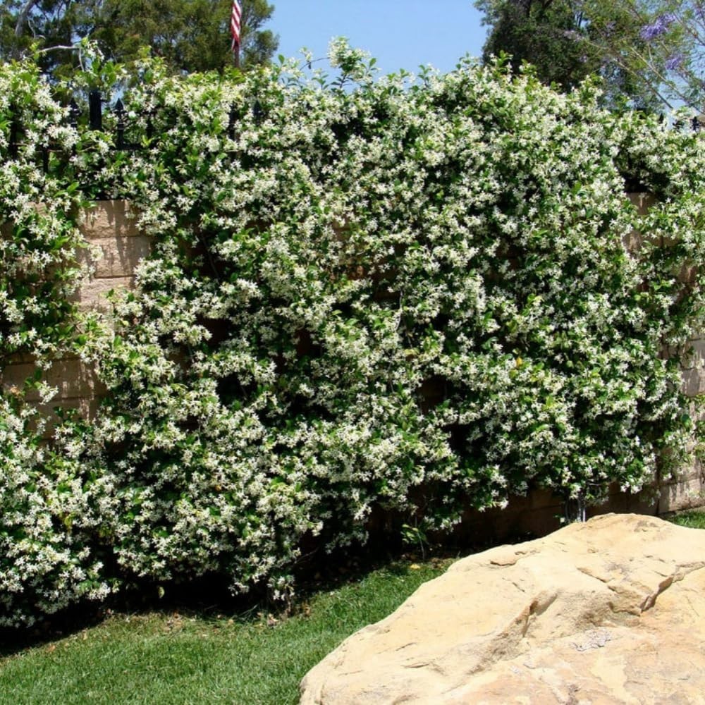 100+ Climbing Jasmine Flower Seeds Fragrant Plant for Planting Garden Home Four