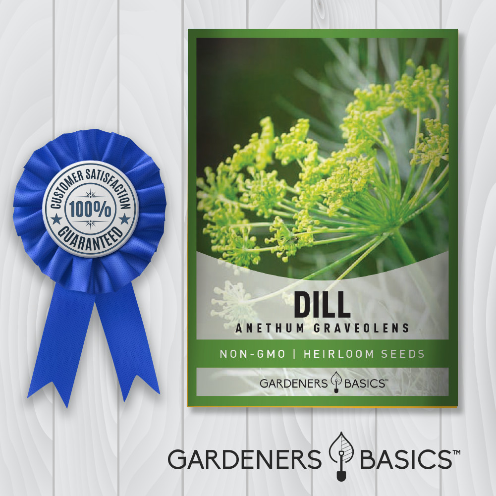 Bouquet Dill Seeds