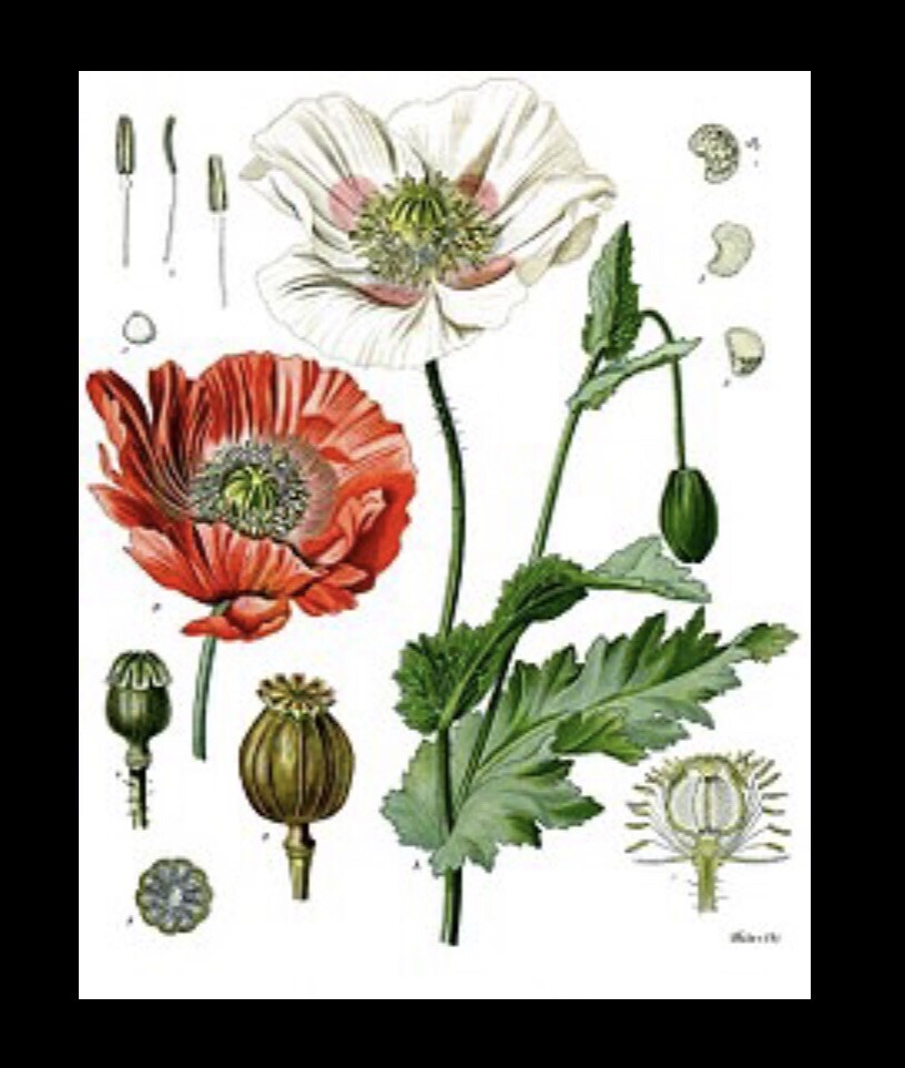 Organic blue poppy seeds grow beautiful poppies, 9g = Approx 30,100 Poppy Seeds.