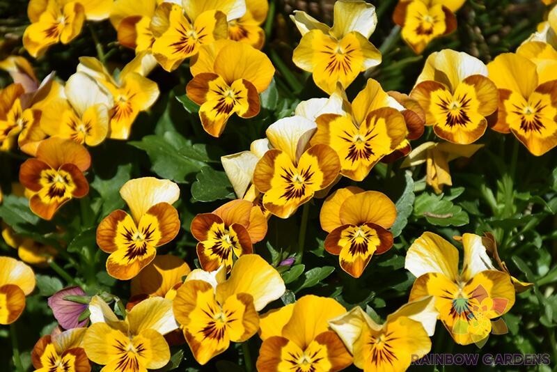 200+ Corina Honeybee Pansy (Viola) Seeds for Garden – USA – FREE SHIPPING!
