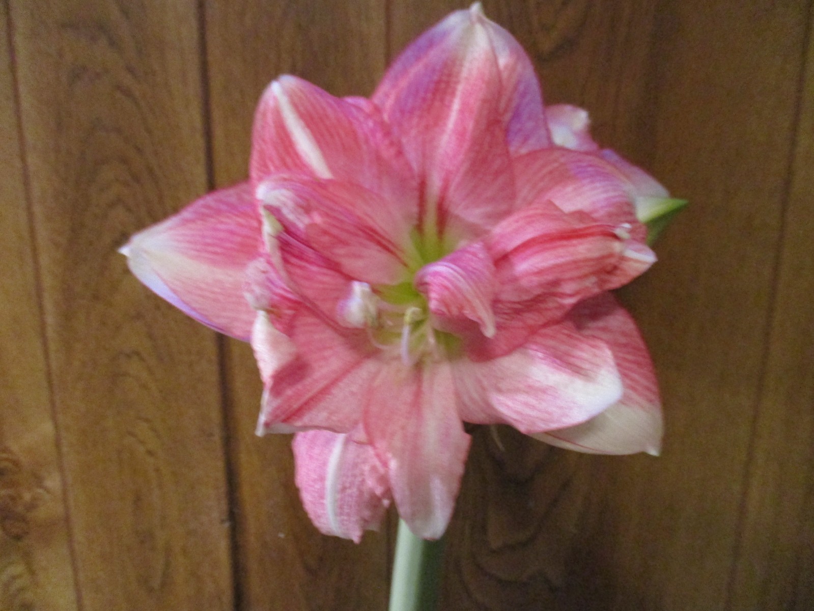 1 small amaryllis Hippeastrum off-set from Tika Disco 4-8 cm circumference