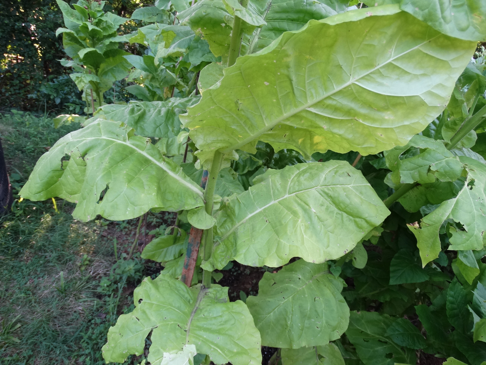 TURKISH BLACK SEA BASMA TOBACCO 1000+ SEEDS 0.1 GR FRESH 2023 SNUFF CIGARETTE