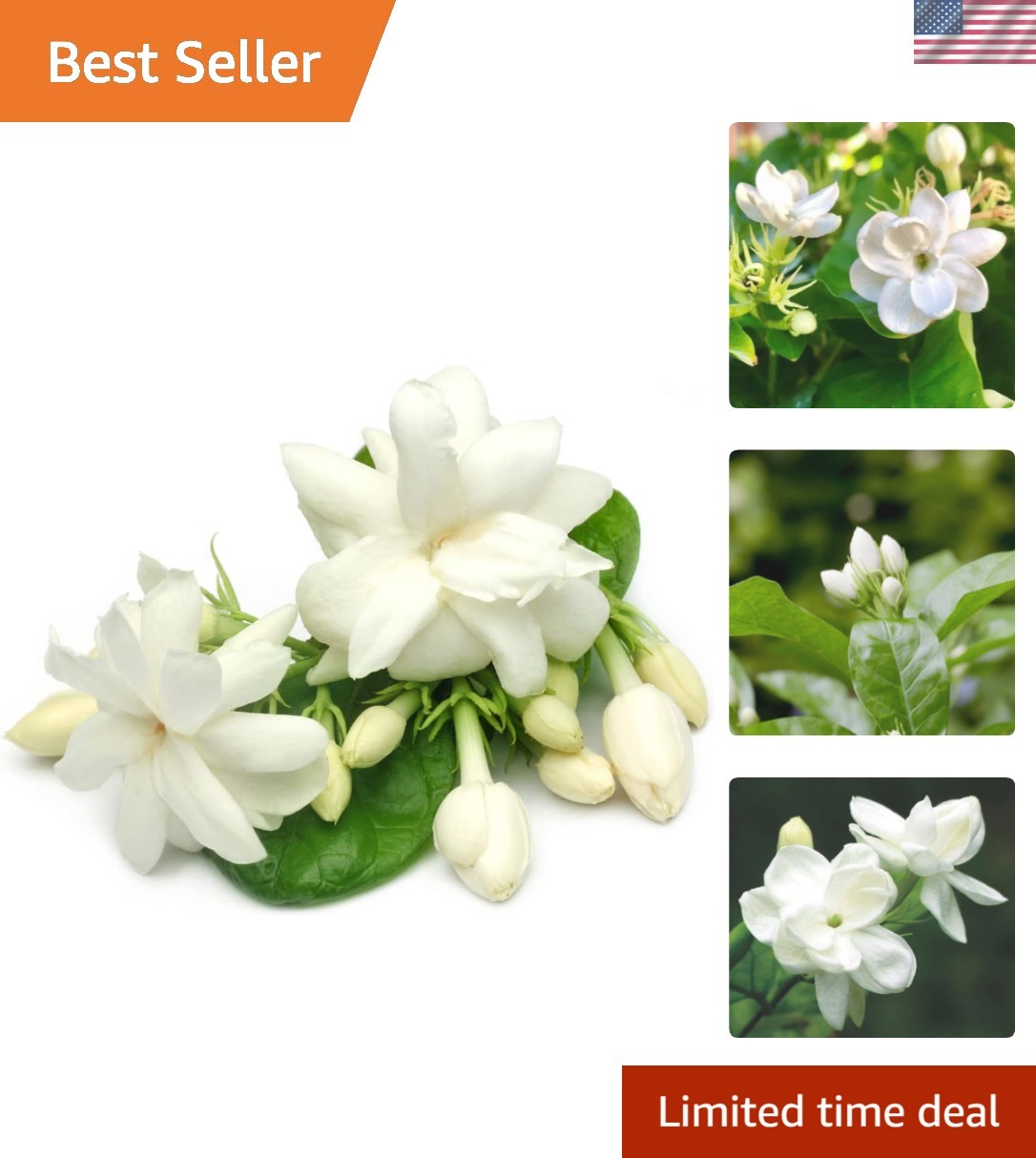 50 Jasmine Seeds – Sweetly Scented Heirloom Blooms, Perfect for Weddings & Decor