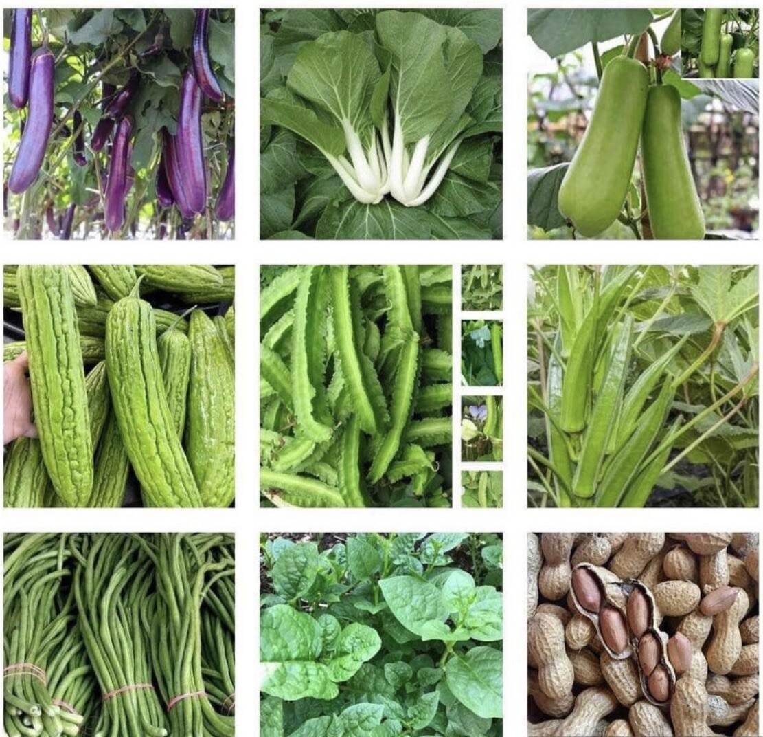 15 Packets of Asian Vegetable SEEDS for Planting. Non GMO. Grow your Own Food.