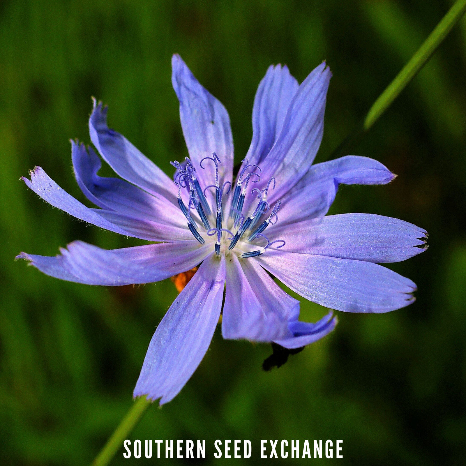 Chicory – 200 Seeds – Wildflower – Medicinal Herb – GMO Free (Cichorium Intybus)