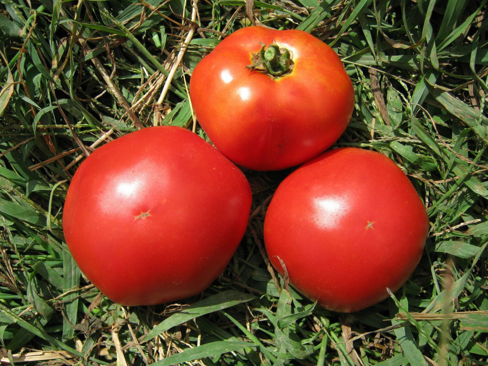 Marglobe tomato seeds non-gmo heirloom open pollinated