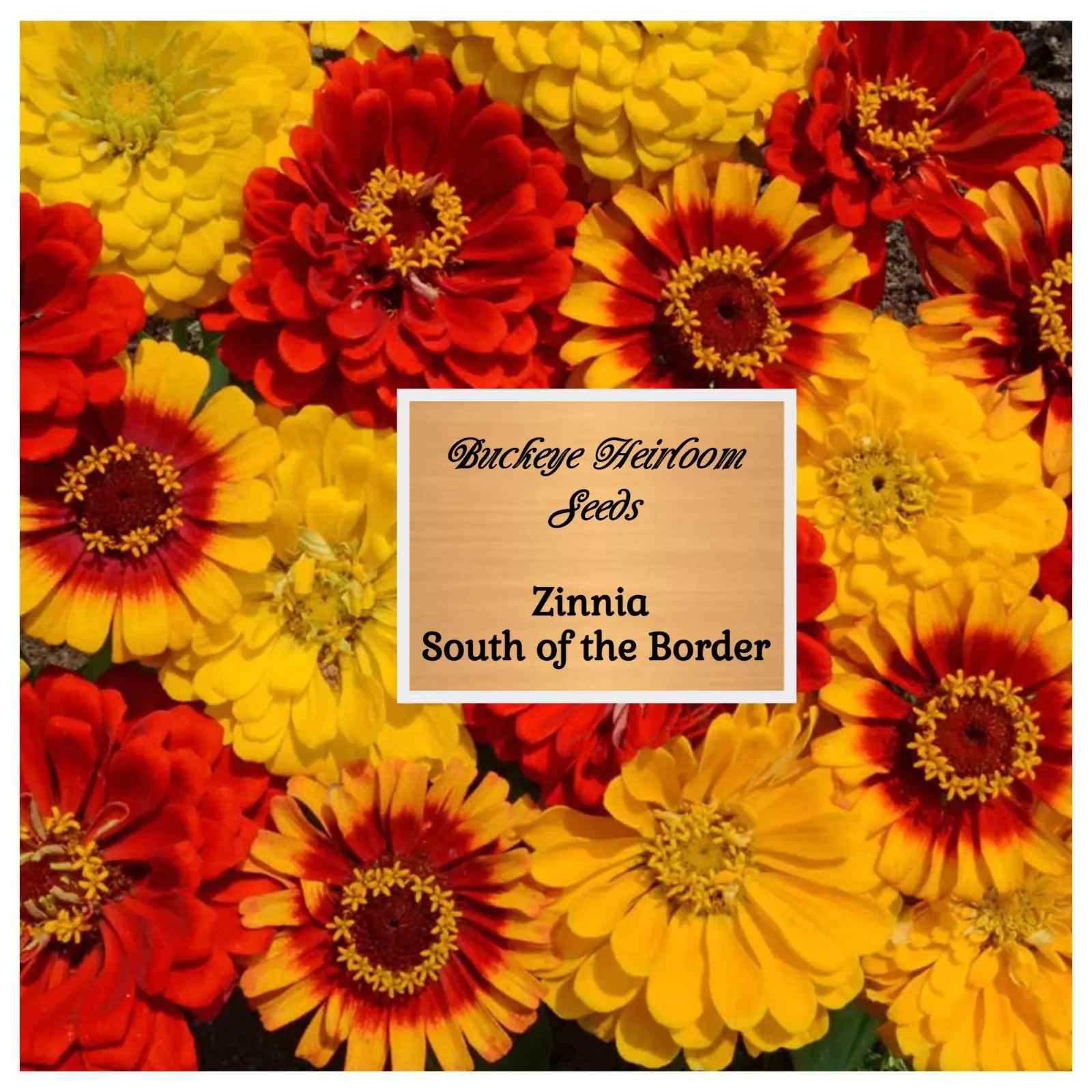 Zinnia | South of the Border | 100 Seeds | Easy to Grow | (Zinnia elegans)