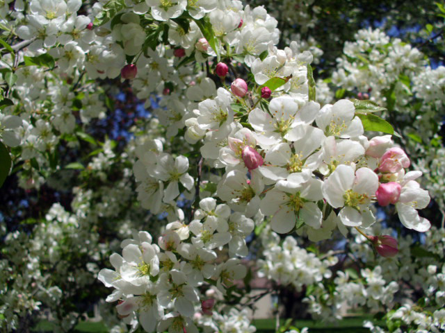 15+ INDIAN MAGIC CRAB APPLE SEEDS – Malus ” indian magic “