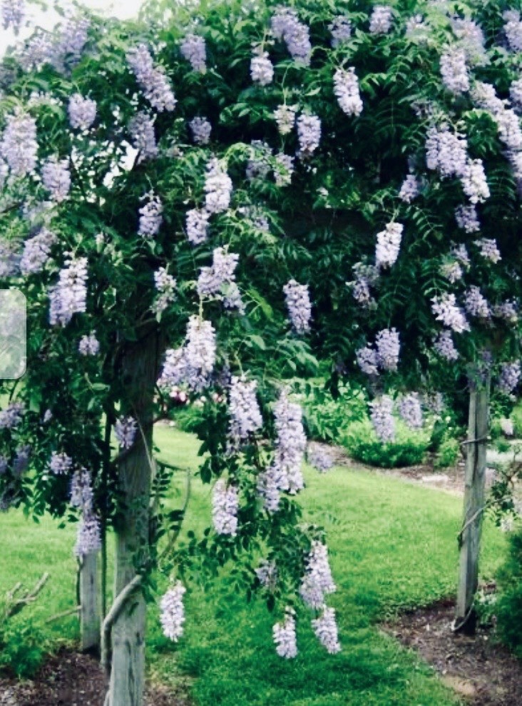 8 Unrooted Kentucky Blue Moon Wisteria Cuttings for ReRooting Do Your Own Bonsai