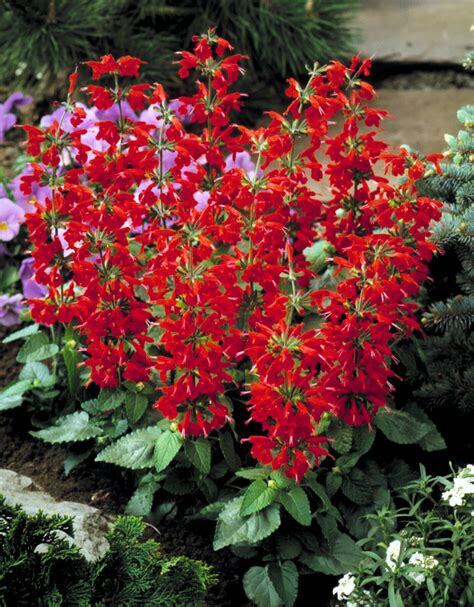 Salvia coccinea SCARLET SAGE Seeds!