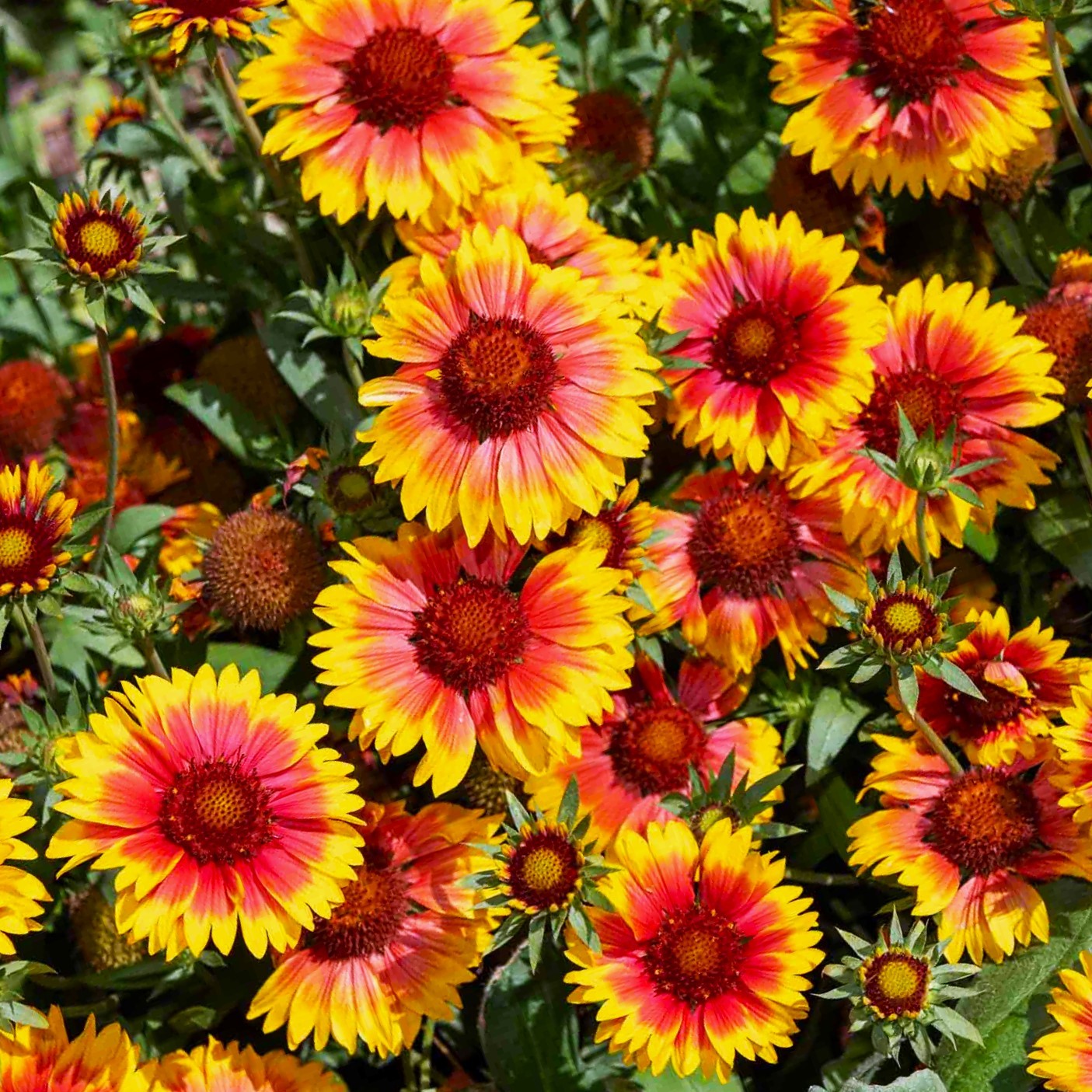 Perennial Blanket Flower Seeds – For 2025 Planting Gaillardia Aristata