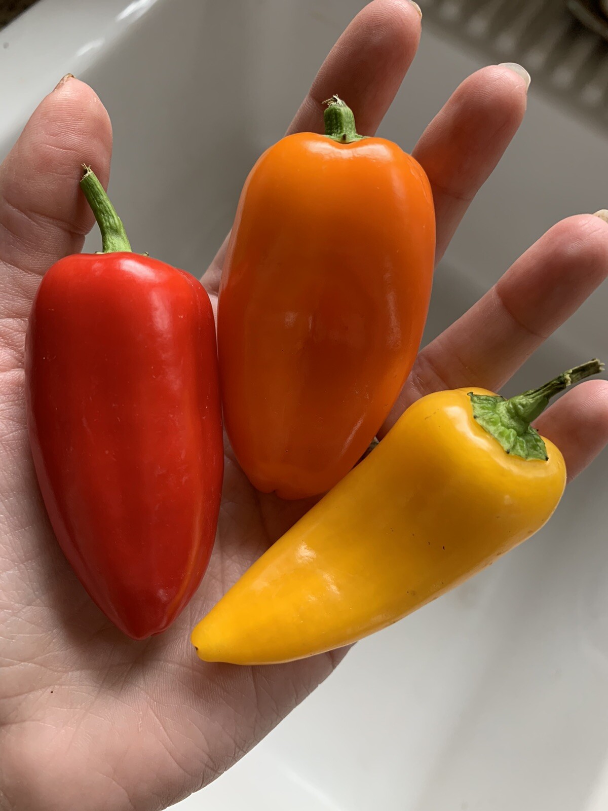 50 Lunchbox Sweet Snacking Pepper seeds Red Orange Yellow Organic Non-GMO heirlo