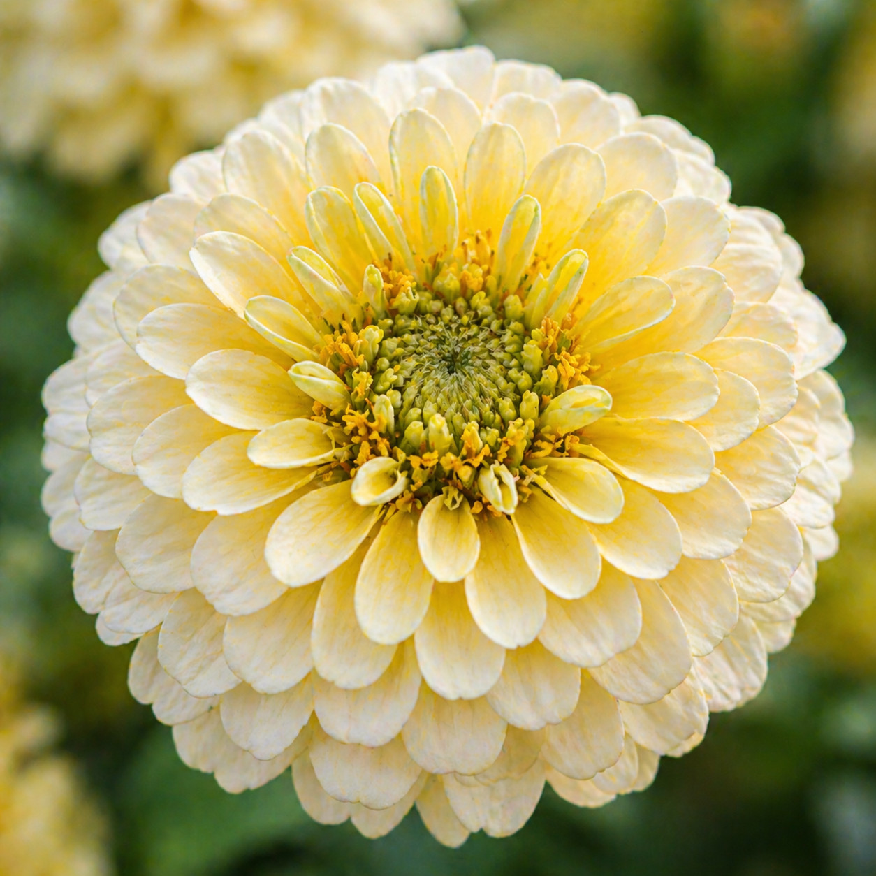 Lemon Meringue Zinnia Seeds – Yellow & Cream Zinnias – Soft Pastel 100 seeds