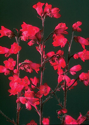 Heuchera sanguineum Firefly 5,000 seeds