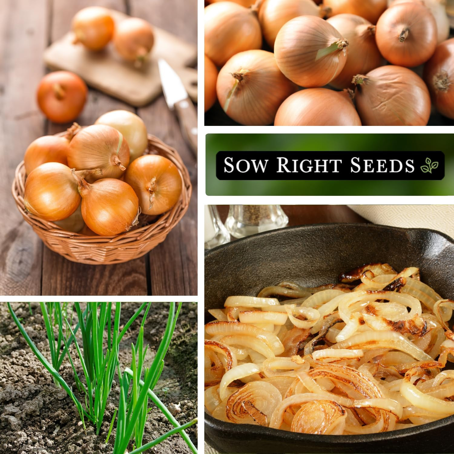 Sow Right Seeds – Walla Walla Onion Seeds for Planting – High Yield, Non-Gmo Hei