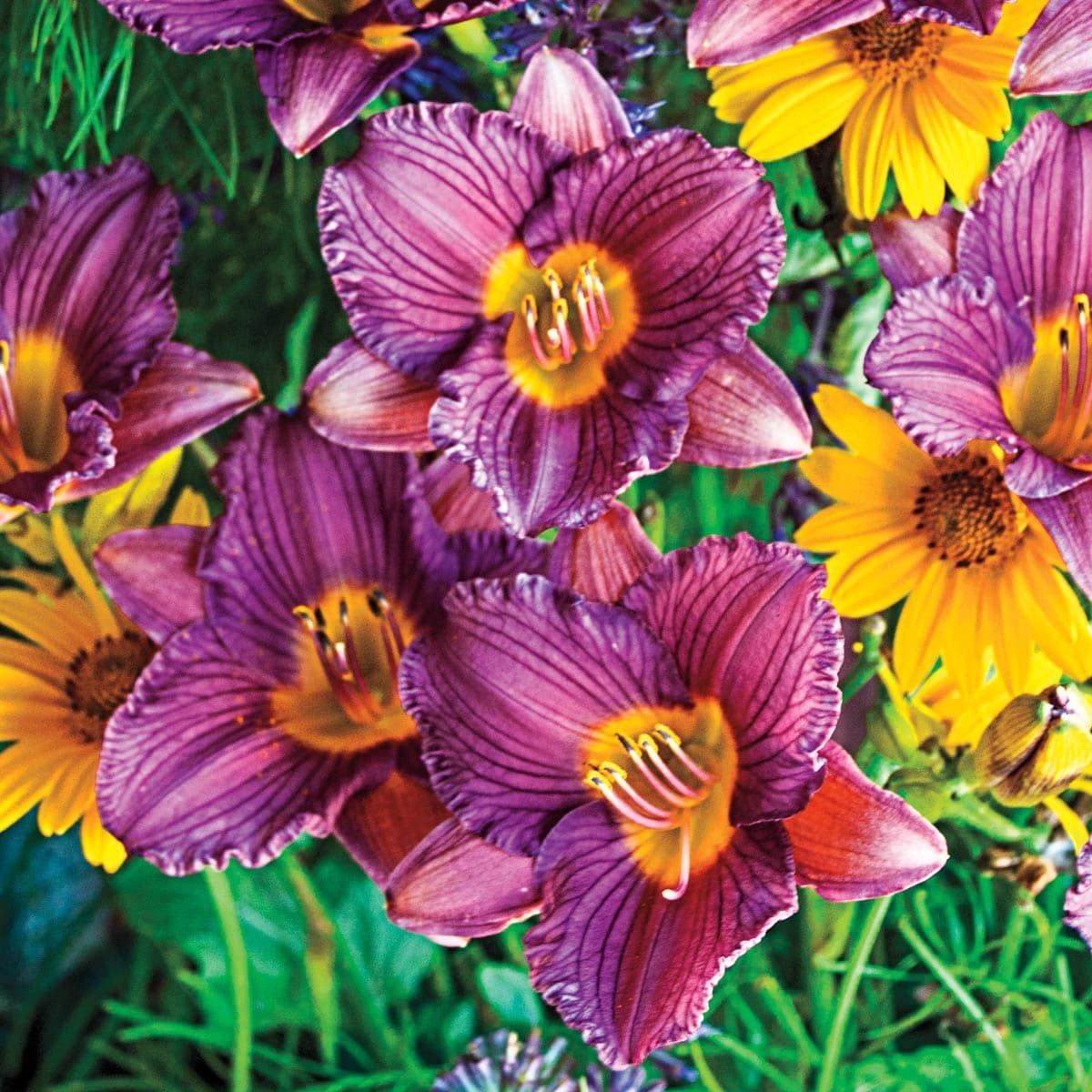 2 – Purple d’Oro DAYLILY Perennial Flower Bulb Bare Root Plants