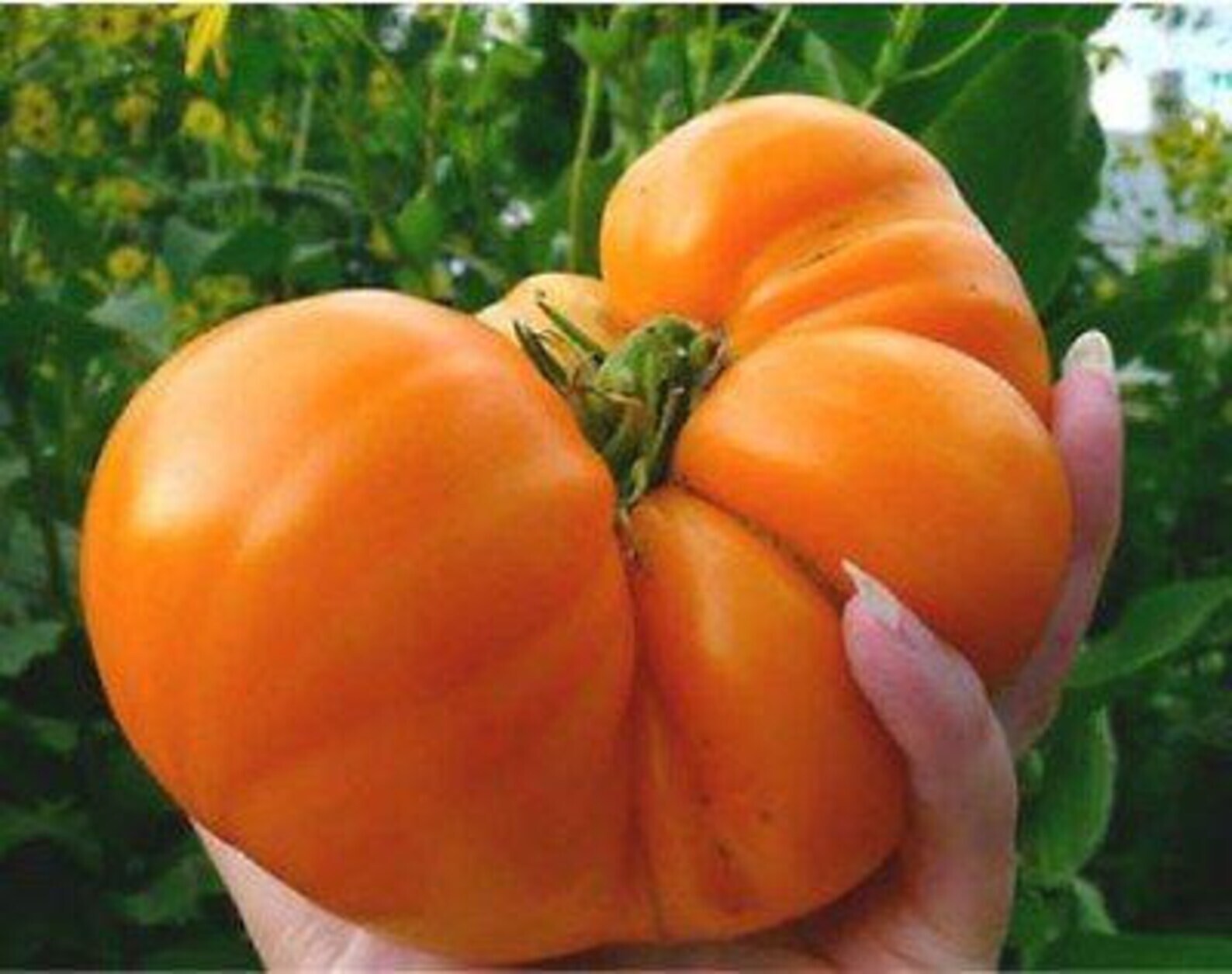 10+ Amana Orange Tomato Seeds – Heirloom – Organic – NON GMO — FRESH —- RARE