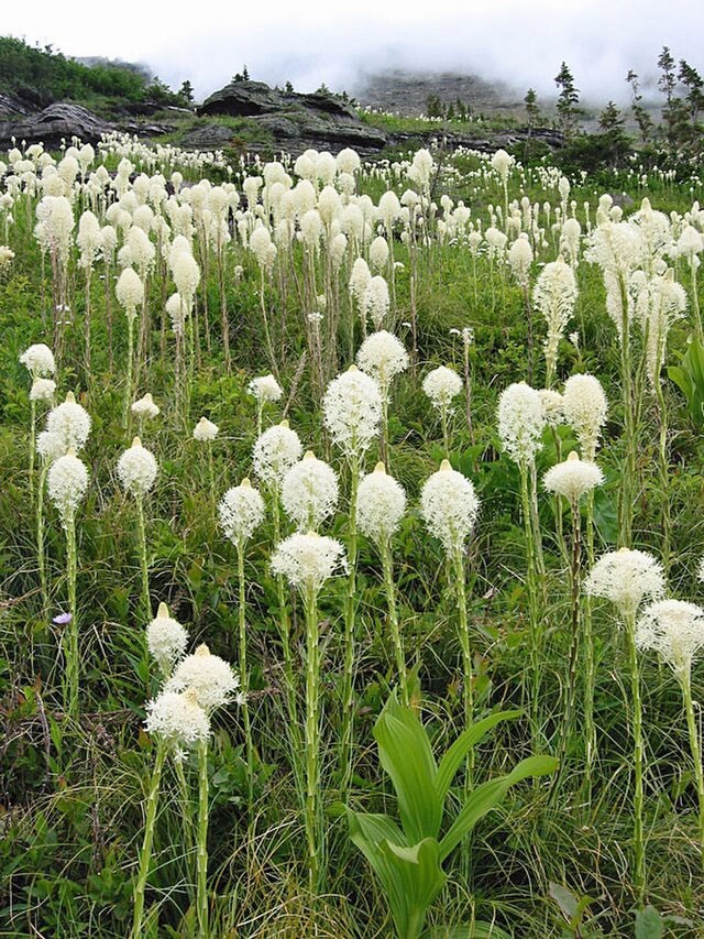 Xerophyllum tenax | Beargrass | 100 Seeds